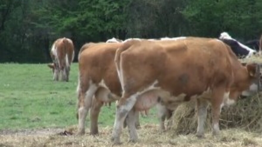 Između gradnje nove farme i stečaja