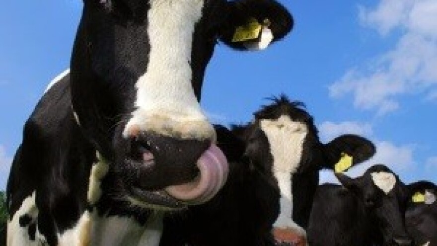 Problema sve više, krava sve manje