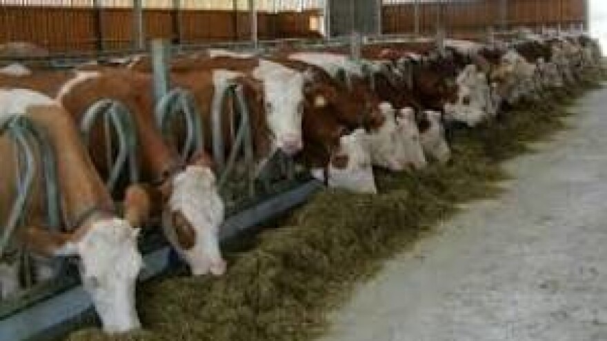 Svake godine 1.000 krava manje