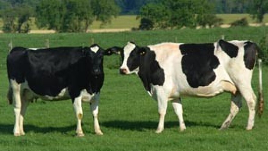 Traži se interventni otkup junadi