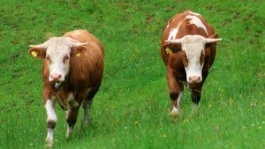 Sve manji broj mliječnih krava