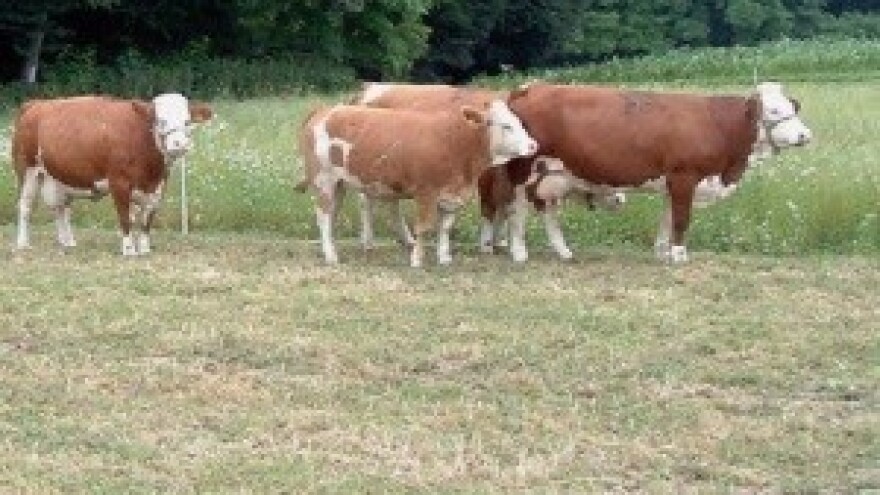 Dani hrvatskog simentalca