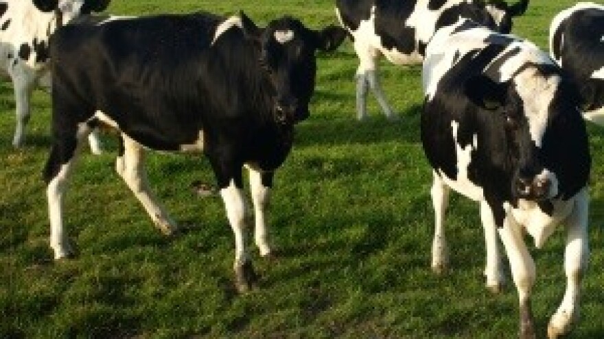 Kriza mliječne industrije uzdrmala Dukat