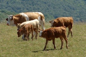 Već tri godine bilježe značajan pad dobiti