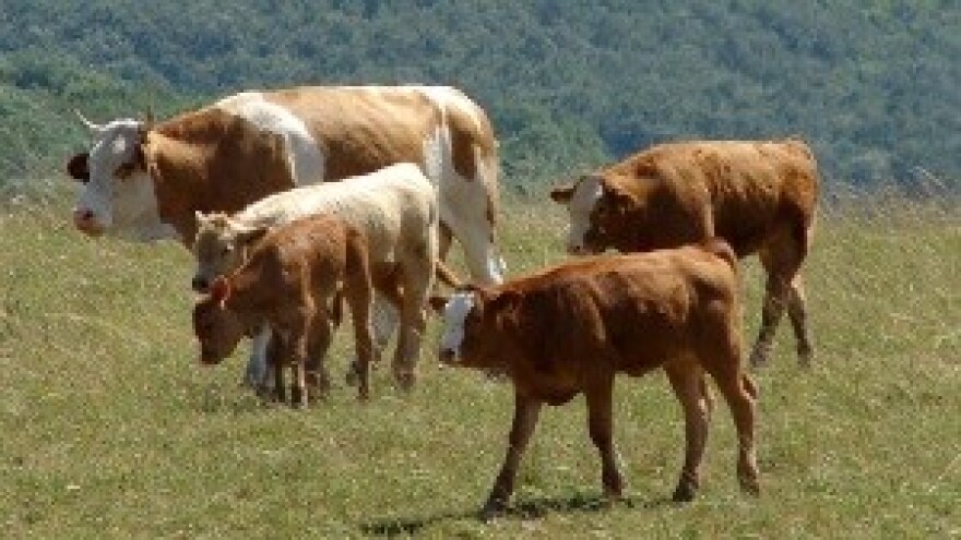 Već tri godine bilježe značajan pad dobiti