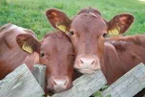 Moguć izvoz goveda i ovaca na Bliski istok