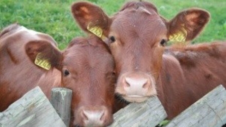 Moguć izvoz goveda i ovaca na Bliski istok