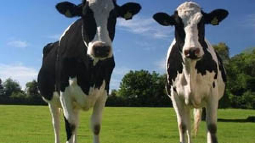 Mljekaru Staro Petrovo Selo žele zakupiti kooperanti