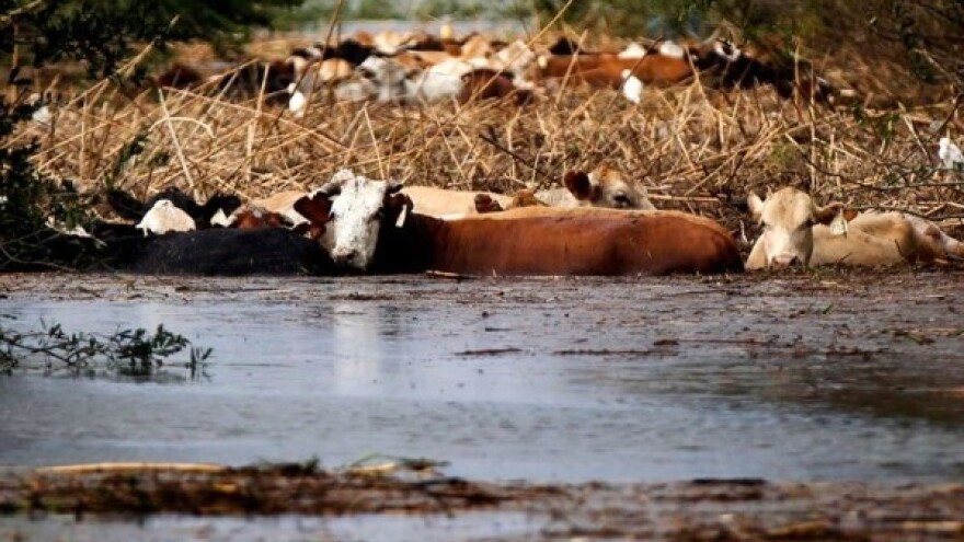 Traže se kapaciteti za nove evakuacije životinja!