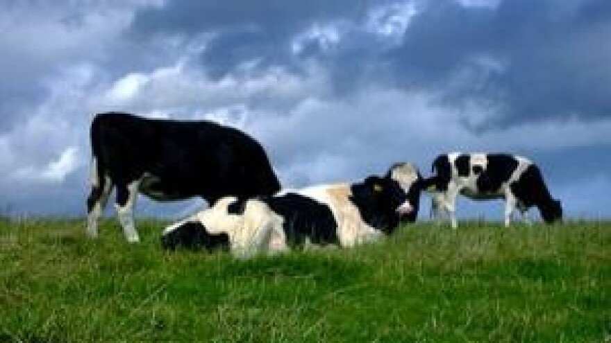 Prilike za govedinu, janjetinu i kozletinu