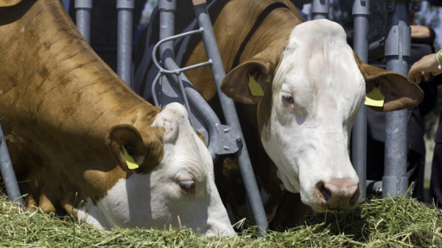 Predanim radom do uspješne farme