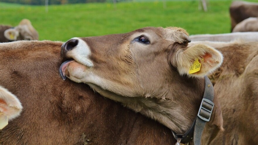 Sve o uzgoju teladi i toplinskom stresu