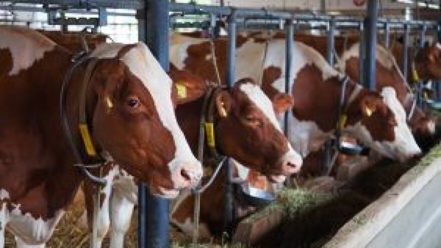 S kukuruzom stigao i aflatoksin?