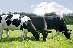 Najbolja farma u Hrvatskoj