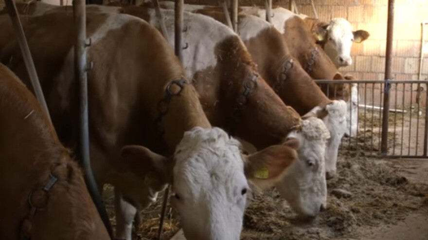 Baviti se mlekarstvom ili ne?