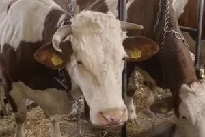Kako do sigurne zarade u govedarstvu