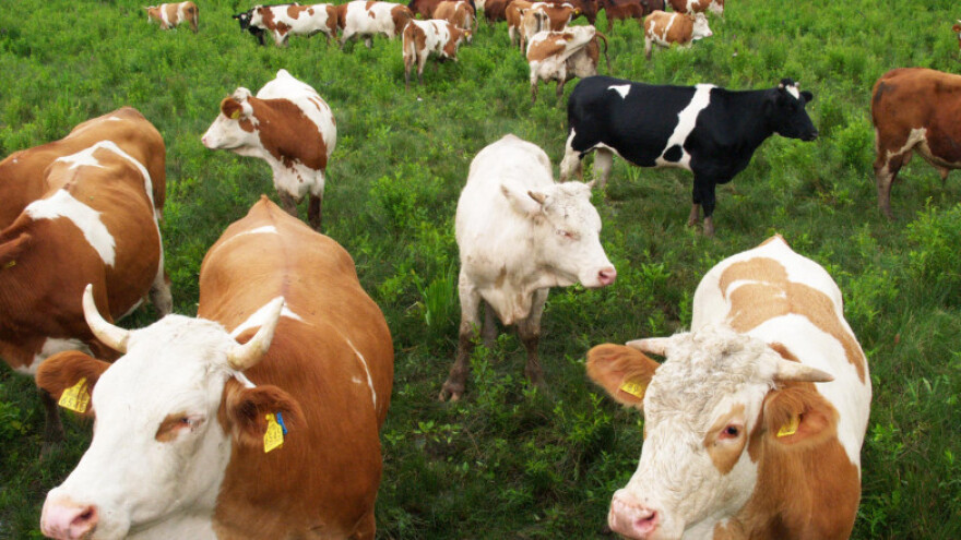 Stočari protiv novog preventivnog cijepljenja!