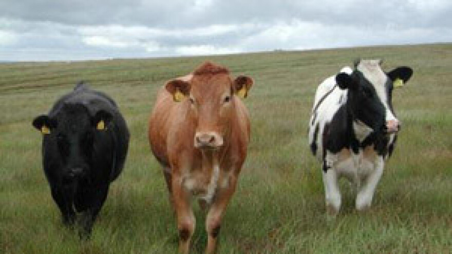 Ponude za zakup Mljekare Staro Petrovo selo