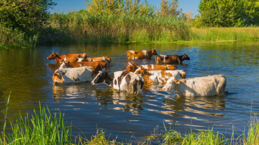 U poplavama stradalo 12 tisuća grla stoke
