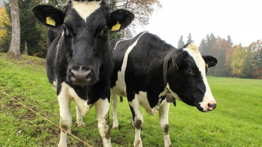 Sa 20.000 KM stimulišu stočarsku proizvodnju