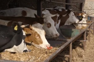Katastrofalna godina za mlečno govedarstvo