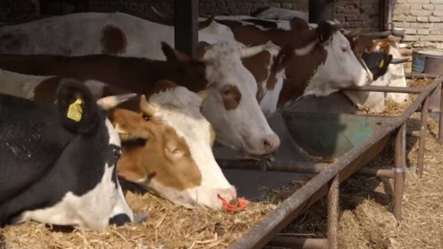 Katastrofalna godina za mlečno govedarstvo