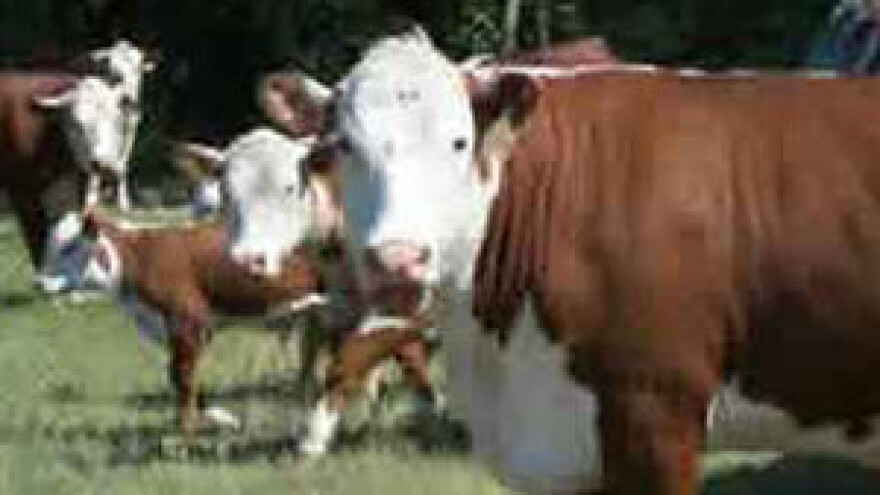 EU standardima do vrhunske genetike