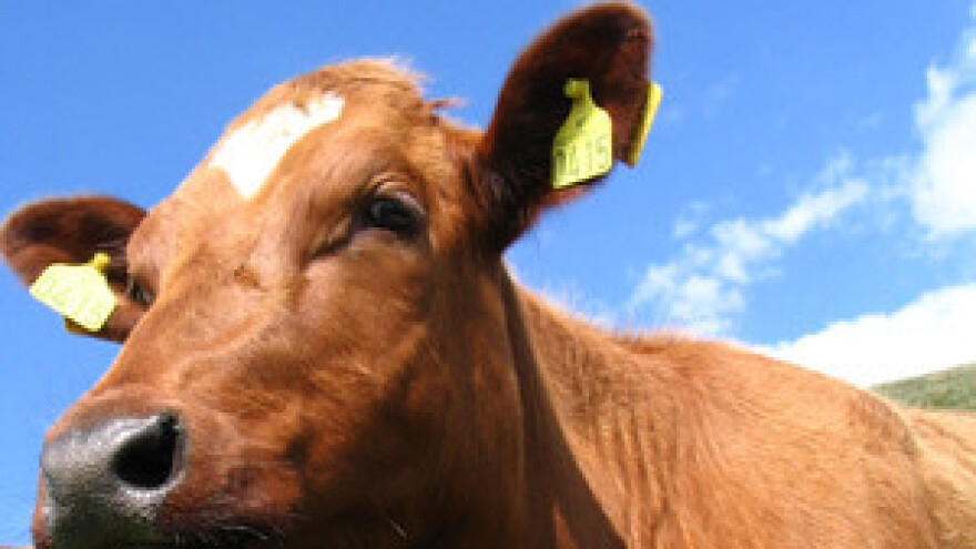 Poštena cijena za litru mlijeka je tri kune