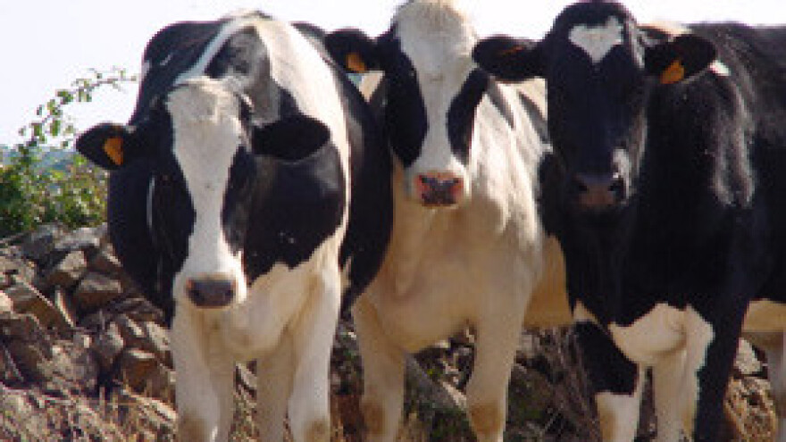 Bezrazložno traže više otkupne cijene mlijeka