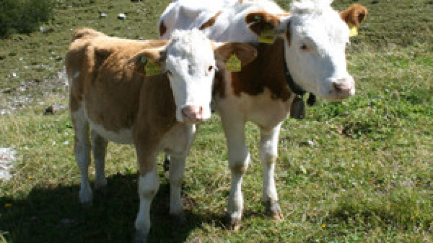 Mlijeko kao dodatan prihod