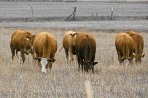 Uzgoj stoke krivac za 18 posto stakleničkih plinova