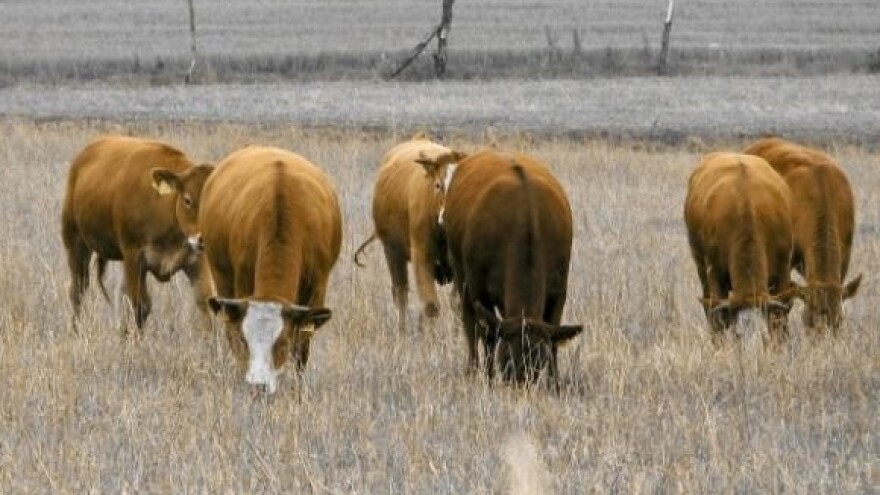 Uzgoj stoke krivac za 18 posto stakleničkih plinova