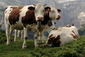 Mljekare od srijede bez mlijeka, farmeri će ga radije prolijevati?