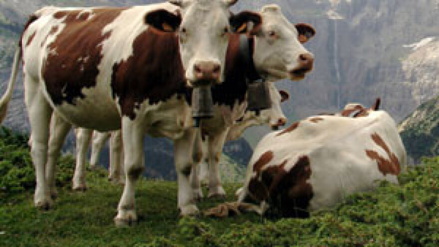 Mljekare od srijede bez mlijeka, farmeri će ga radije prolijevati?