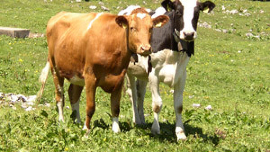 Mljekari prijete prosvjedom i prestankom isporuke mlijeka