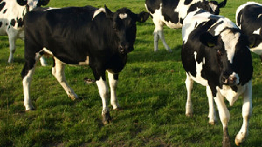 Svinjogojci bez poticaja, mljekarima prepolovljeni