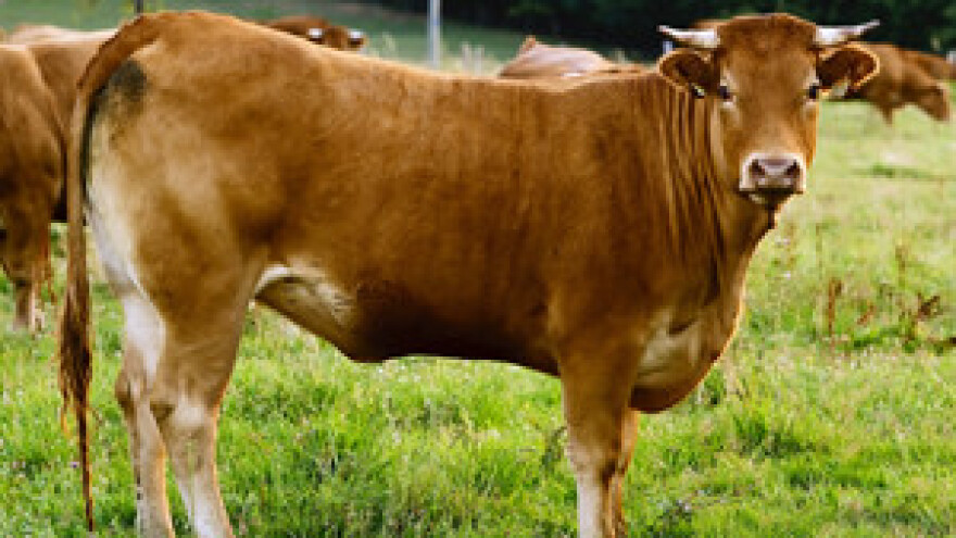 Čobanković: Potrošač regulira cijene