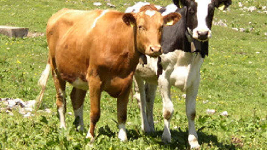 Mljekari: dogovor ili blokade?