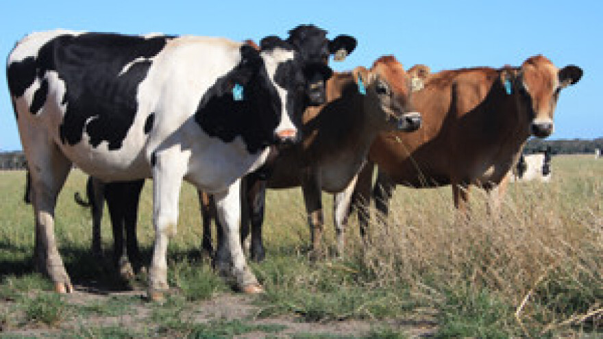 Isplata potpora za proizvedeno mlijeko