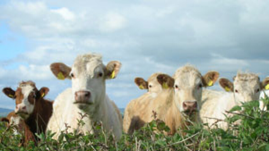 Rješenje na pomolu?