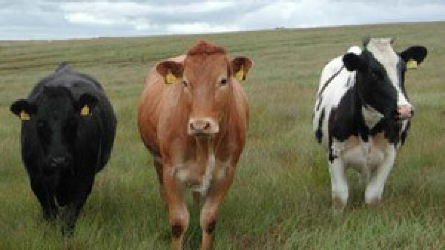 Mljekari traže više otkupne cijene