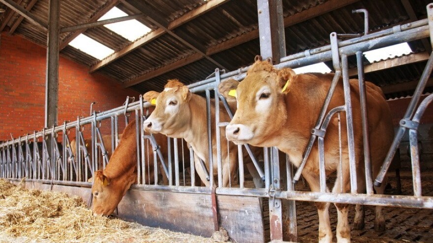 Pojavila se bolest plavog jezika!