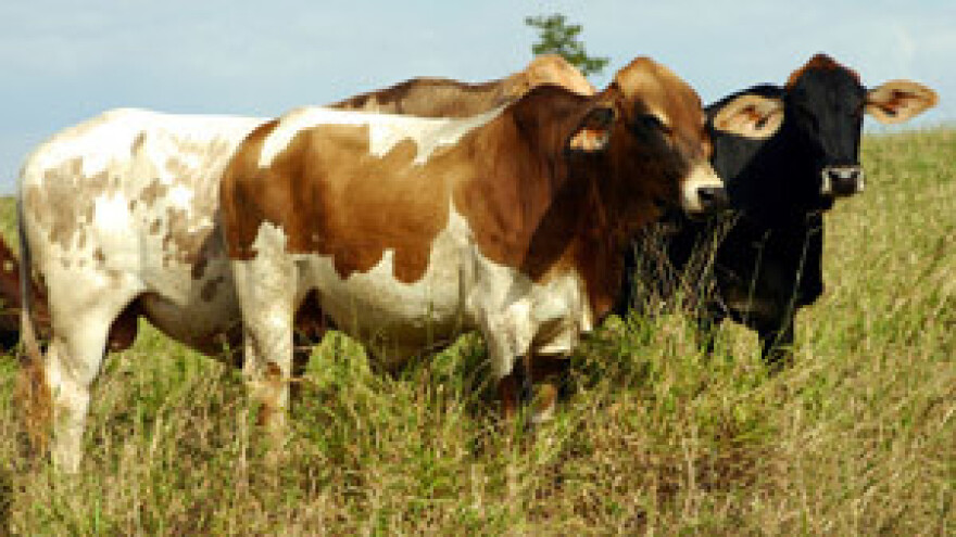 Pravilnom ishranom do kvalitetnijeg mlijeka