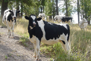 Žitar gradi stočarske farme