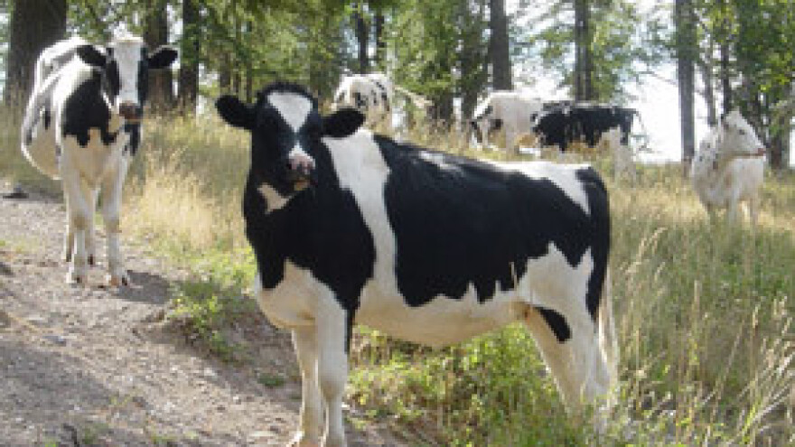 Žitar gradi stočarske farme