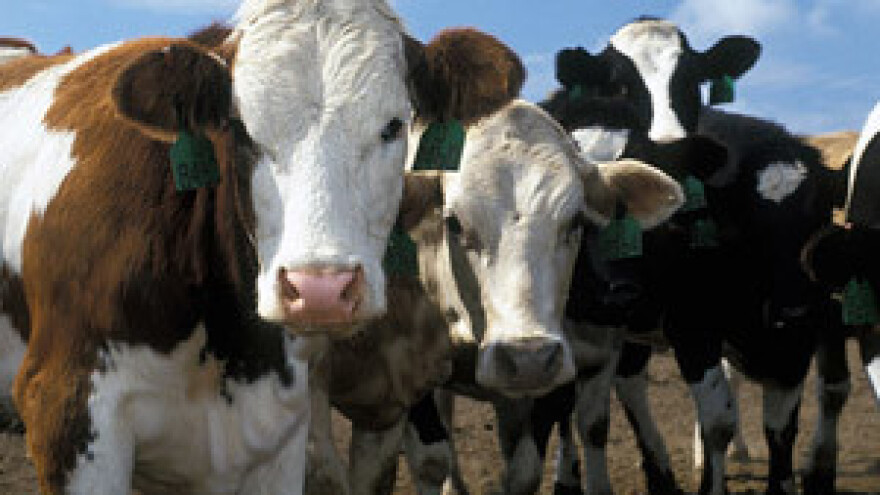 Sve neisplativija proizvodnja mlijeka