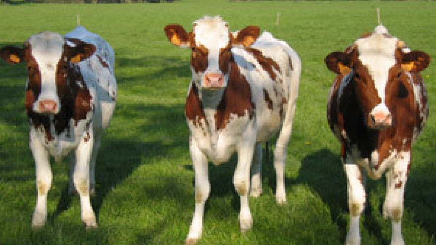 Krave ne znaju ni za prosvjede, ni za petak ni svetak