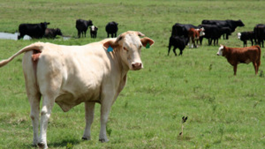 Savjetovanje proizvođača mlijeka Virovitičko-podravske županije