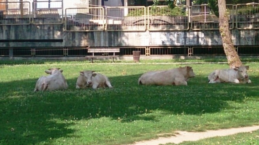 Što rade bikovi ispred Ministarstva poljoprivrede?
