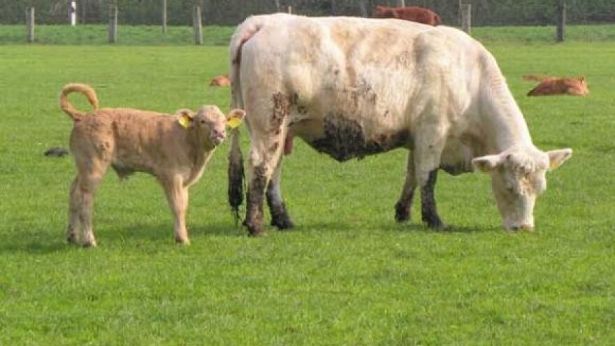 Ljetna hranidba stoke